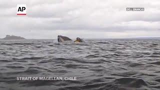 Video: A humpback whale briefly swallows kayaker in Chilean Patagonia