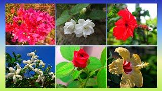 My flower Garden overview 2021 | Boss Betty Blogger | today's flowers in my garden | today's blooms