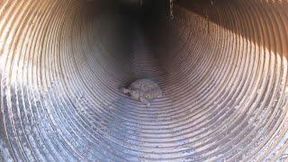 Tunnels for tortoises: 60+ under highway wildlife crossings to be added near Coyote Springs