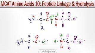 Amino Acid Peptide Linkage and Hydrolysis Reactions