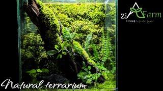 step by step membuat mini Terrarium tema natural untuk pemula ‼️