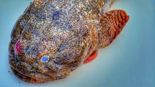 Toadfish Catch & Cook (Treasure or Trash?)