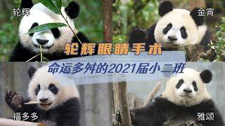 轮辉眼睛手术，宝新离去之痛还未结束。2021届小二班的小熊们怎么了？一起来关心金宵、轮辉、雅颂和福多多