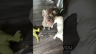 George G the Frenchie: The Daily Frenchie Comedy Show! #dogdad #shorts