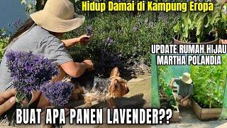 PANEN BUNGA LAVENDER DI POLANDIA #berkebun #polandia