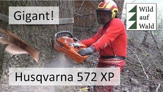 Extreme Esche: Würzenschnitt mit Husqvarna 572XP/felling an extrem ashtree