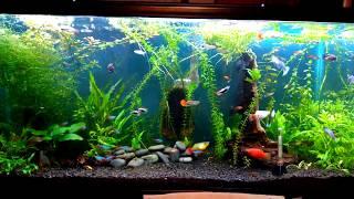 30 Gallon Planted Livebearer Community Tank