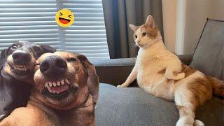 Funny Dogs And Cats Videos 2024  - Best Funniest Animal Videos Of The week #8