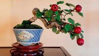 26 Pictures Of Flowering & Fruiting Bonsai Trees Will Make You Re-Evaluate Your Entire Existence