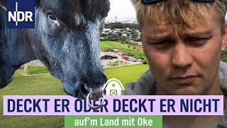 Wagyu-Zucht auf Amrum: Oke holt einen Deckbullen | NDR auf'm Land mit Oke | Folge 1