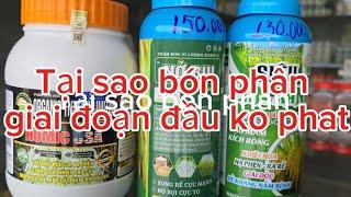 Cách bón phân giai đoạn đầu vụ, cho lúa phát, nở bụi trong nắng nóng  #nguyễnngào