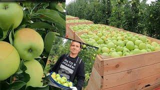 Zbiory Goldena rozpoczęte - Mam fajną ekipę i dużo śmiechu