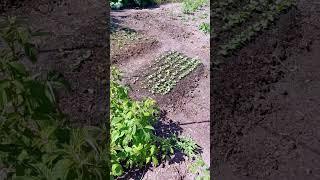 Дача в Германии, новости с дачи, обзорчик огорода #дача #обзордачи #сад