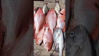 Pananen Ikan Kakap Merah #shorts #shortvideo #mancingkakapmerah #fishing #subscribe