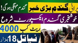 Today Wheat price in punjab//گندم کا ریٹ 2024/munji makki till sarso/Galla mandi rate today