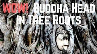 Buddha Head in Tree Roots Temple - Wat Maha That Temple