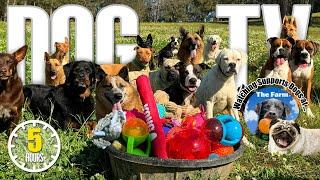 Dog TV: Daycare for Your Dog  Entertaining Dog Video - Prevents Boredom & Separation Anxiety