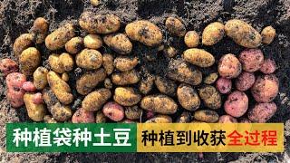 Potato planting in bags for 100 days harvesting, easy and fun without digging | 植袋种土豆，100天全过程