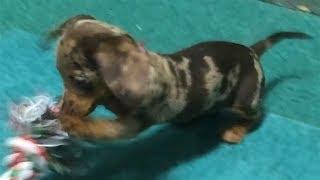 Playing with a Spotted Dachshund Puppy