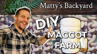 BEST How to DIY Maggot Farm Harvester #maggot #backyardfarming #diy