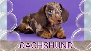 DACHSHUND BREED| KNOW YOUR DACHSHUND| TYPES & COLORS