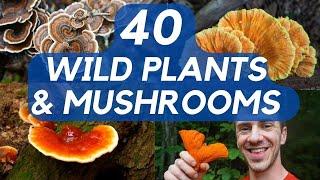 40 Edible Mushrooms and Plants You can Forage!
