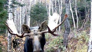 Trail Camera Video of Moose Calling | Beyond the Boundaries