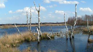 Spaziergang im Nettelstedter Moor