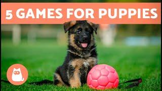 The BEST WAY to PLAY With a PUPPY  (5 Games for Puppies)