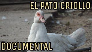 PATO CRIOLLO: EL DOCUMENTAL