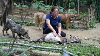 The Dogs Attacked My Goat - Process Making Smoked Goat Meat | Lý Thị Ca