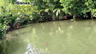 MANCING IKAN KAKAP PUTIH SPOT PINGGIRAN BAKAU UMPAN TURUN LANGSUNG DISAMBAR!! Mancing kakap putih