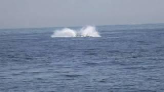 Jersey Shore Whale Plays for Spectators off Point Pleasant Beach NJ