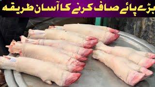 Paye Saaf Karnay Ka Commercial Tarika | بلکل آسان طریقہ | Easy Cow Legs Cleaning | Cow Legs Clea