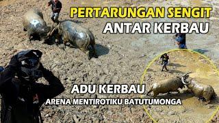 Pertarungan Sengit Antar Kerbau Di Arena Mentirotiku Batutumonga