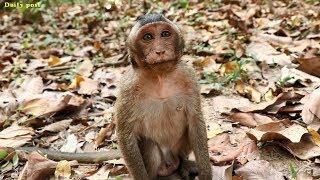 Hungry little monkeys try to convince for fruits, poor hungry baby monkeys beg for feeding