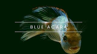 Fishy Spotlight: Electric Blue Acara