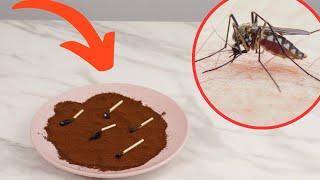 You'll get rid of mosquitoes in a minute! Simple trick for the balcony and terrace work immediately!