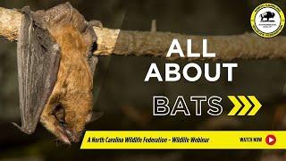 All About Bats - North Carolina Wildlife Federation