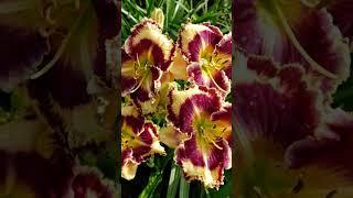 Лилейники #сад #растения #садоводство #nature #цветы #spring #garden #history #gardening