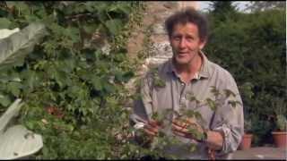 Monty Don Demonstrates How to do Hardwood Cuttings with Roses in the Autumn...