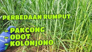 RUMPUT ODOT vs RUMPUT PAKCONG vs RUMPUT GAJAH