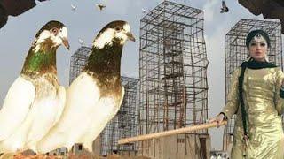 Charay mar pigeons in Lahore 1