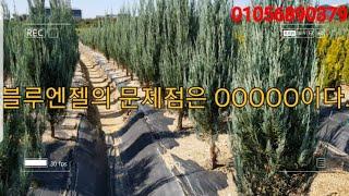 블루엔젤의 문제점은 OOOOO이다.