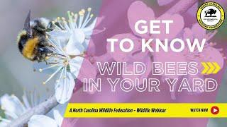 Get to Know the Wild Bees in Your Yard - North Carolina Wildlife Federation