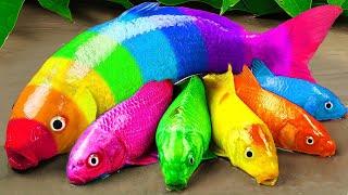 Stop motion ASMR | Crocodile catfish eel hunting colorful koi fish and rainbow carp 스톱 모션