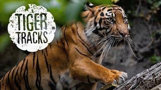 Tour of Tiger Tracks at Edinburgh Zoo