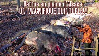 Une battue exceptionnelle: QUINTUPLE!!!(2 Sangliers 1daine 2 chevreuils)//Amazing Wild Boar Hunting