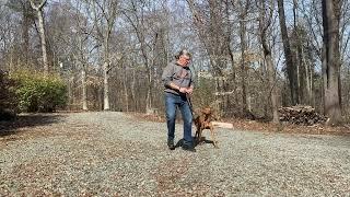 Vizsla Puppy Training Advance NC | Beau