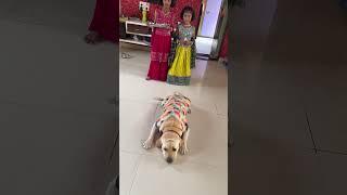 Rakshabandhan behind the scene #labradoor #lab #dog #shorts ￼